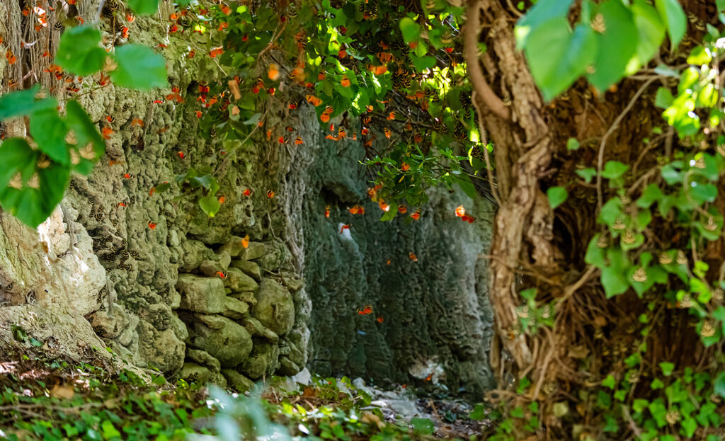 <h3>Butterfly Valley:</h3>
