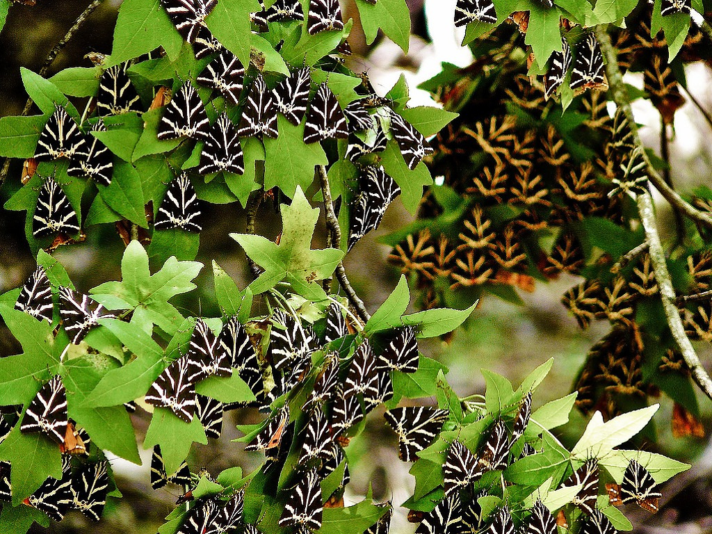 <h2>The Valley of the Butterflies – A Seasonal Nature Visit</h2>